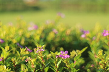 Obraz premium Purple Flower Background
