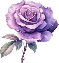 Purple Rose Flower Watercolor.Generative AI