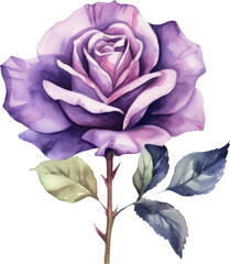 Purple Rose Flower Watercolor.Generative AI