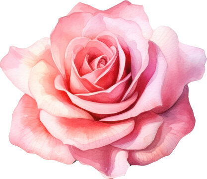 Pink Rose Flower Watercolor.Generative AI