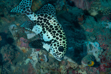 esemplare sub adulto di Plectorhinchus chaetodonoides,  comunemente detto dolcilabbra arlecchino, isola di Bali, Indonesia