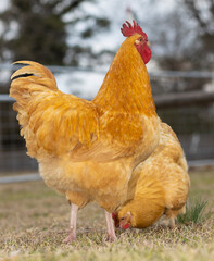 Buff Orpington rooster and hen