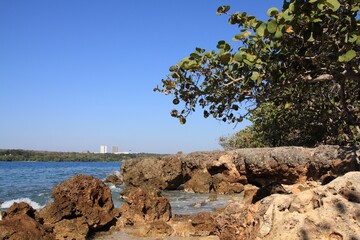 Coral rock coast in Cienfuegos, Cuba. Coccoloba uvifera trees, typical coastal species tolerant of salt.