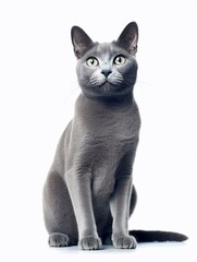 Russian blue cat isolated on a white background, studio shot. Generative AI 