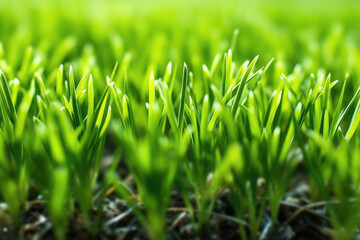 Fototapeta na wymiar Healthy Wheatgrass Sprouts Thriving In The Open Field Environment. Earth Day. Generative AI