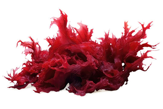 Red Algae Algae On White Background. Generative AI