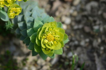 Myrtle spurge flowers