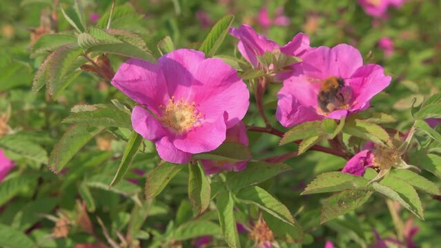 pink dog-rose  flowers with working bumblebee. cl;ose up footage.  sunny day