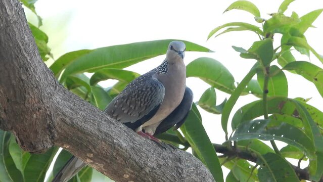 Beautiful dove in tree waiting for food .