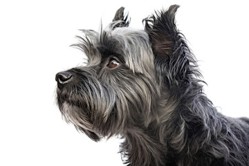 Portrait Of Dog Affenpinscher In Profile On White Background. Generative AI