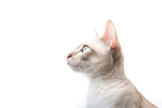 Portrait Of Cat Singapura In Profile On White Background. Empty Space. Generative AI