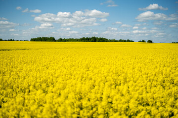 Obraz premium yellow field with flowers of flowering rapeseed, sunny summer day