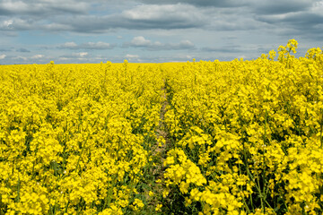 Rapeseed field, blooming yellow flowers on the street, garden.