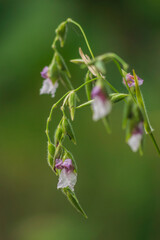 Purple and White Thalia Geniculata in A Garden