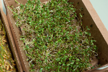 Sprouted microgreens of alfalfa on the 6th day. The superfood is grown at home