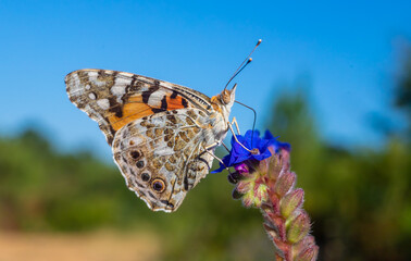 Fototapete bei efototapeten.de bestellen   