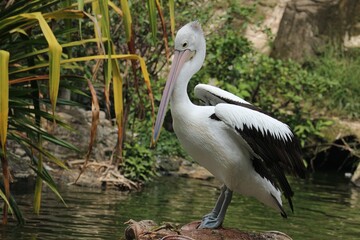 The parrot or pelican is a water bird that has a pouch under its beak, and is part of the Pelecanidae bird family.