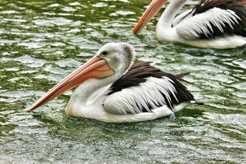The parrot or pelican is a water bird that has a pouch under its beak, and is part of the Pelecanidae bird family.