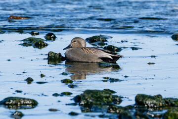 Schnatterenten (Mareca strepera) an der Ostseeküste von Bornholm