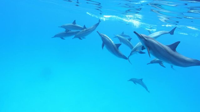School of Dolphins. Slow Motion. Red Sea, Egypt. Slow Motion. Red Sea, Egypt. Underwater World Life. Tropical Underwater Seascape.