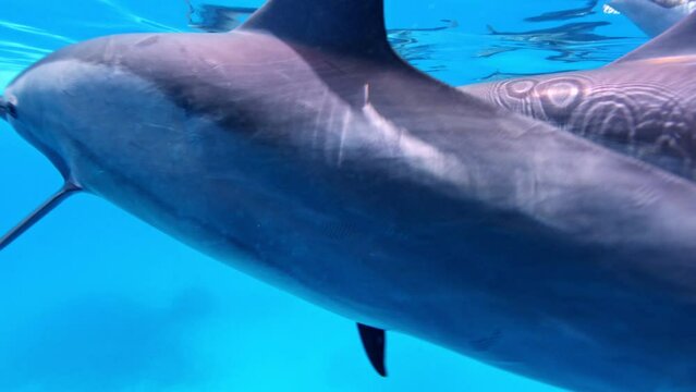 School of Dolphins. Slow Motion. Red Sea, Egypt. Slow Motion. Red Sea, Egypt. Underwater World Life. Tropical Underwater Seascape.