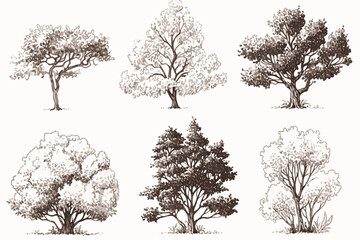 Obraz premium collection of trees