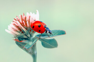 Macro shots, Beautiful nature scene.  Beautiful ladybug on leaf defocused background