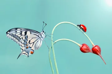 Muurstickers  Macro shots, Beautiful nature scene. Closeup beautiful butterfly sitting on the flower in a summer garden.  © blackdiamond67