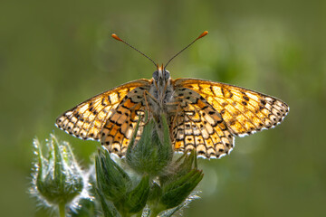 
Macro shots, Beautiful nature scene. Closeup beautiful butterfly sitting on the flower in a summer garden.
