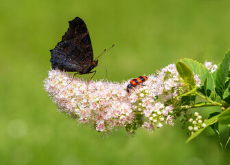 Black butterfly and red beetle on pink flower feed together collecting nectar in the summer. Friendly summertime and eco concept.