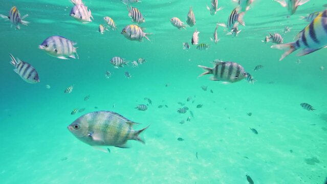 Underwater Colorful Tropical School of Fish. Slow Motion. Red Sea, Egypt. Underwater World Life. Tropical Underwater Seascape.