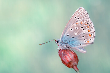 
Macro shots, Beautiful nature scene. Closeup beautiful butterfly sitting on the flower in a summer garden.
