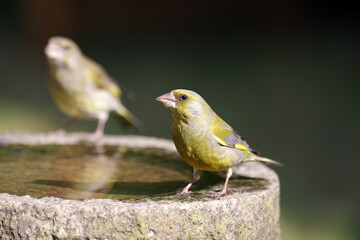  Zwei Grünfinken sitzen auf dem Rand einer Vogeltränke.