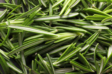 Fresh green rosemary leaves as background, closeup