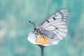 
Macro shots, Beautiful nature scene. Closeup beautiful butterfly sitting on the flower in a summer garden.
