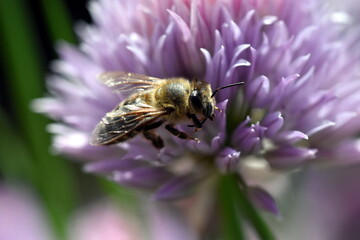 Biene auf blühendem Schnittlauch