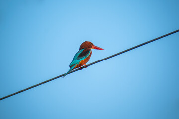 The common kingfisher (Alcedo Atthis) wetlands birds