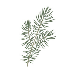 Vector fir branch isolated, evergreen tree, pine