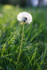 Beautiful dandelion in green grass outdoors, closeup
