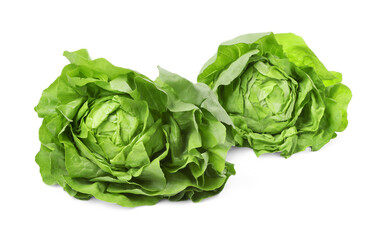 Obraz premium Fresh green butter lettuce heads isolated on white