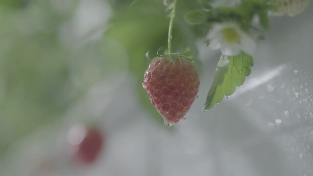 The ripe, fresh strawberries in the fruit farm have borne fruit.
