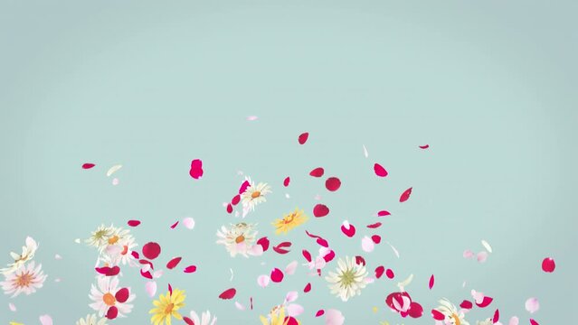 Flower and Petals Blast Pack on Alpha Channel. 3D rendering. Blast of flower 2 clip on alpha channel and on pastel background