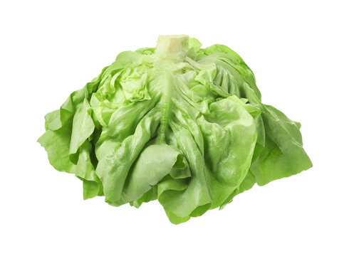 Fresh green butter lettuce head isolated on white