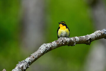 蓼科や軽井沢の初夏の森を彩る黄色とオレンジと黒の鮮やかな美しい小鳥キビタキ