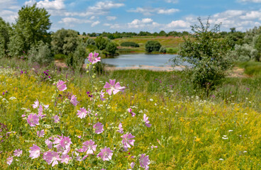 Summer meadow with pink wildflowers and wild lake. Wild flowers in the meadow in summertime.