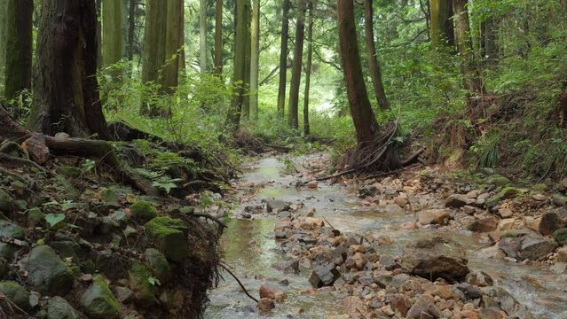In the forest, a mysterious river flow