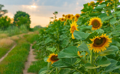 Sunflowers blooming along a rural road in summer.  Sunflower field summertime.
