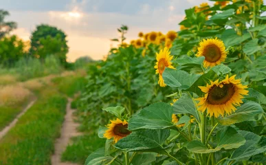 Foto op Plexiglas Summer landscape of a blooming sunflower field.  Rural landscape with sunflowers by the road at sunset. © Na-um