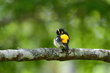 蓼科や軽井沢の初夏の森を彩る黄色とオレンジと黒の鮮やかな美しい小鳥キビタキ