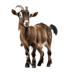 Obraz premium goat looking isolated on white